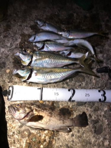 アジの釣果