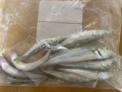 キスの釣果