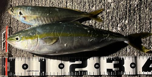 ツバスの釣果