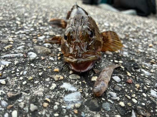 ダイナンウミヘビの釣果