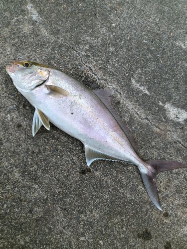 カンパチの釣果