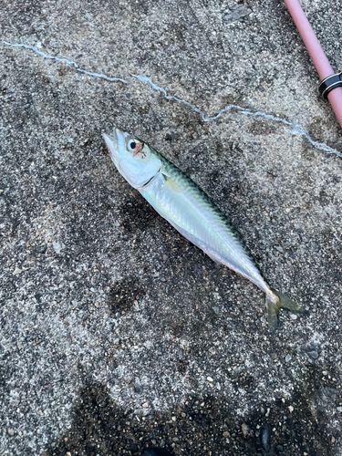 サバの釣果