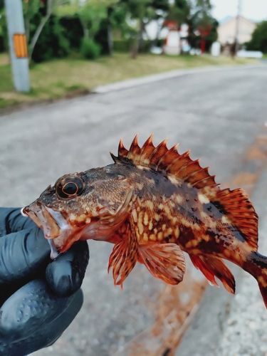 アコウの釣果