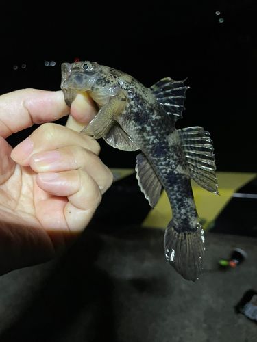 ハゼの釣果