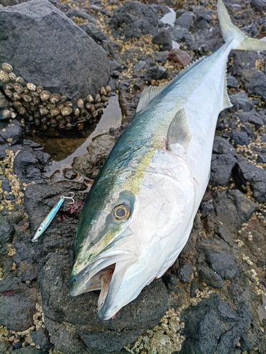 ブリの釣果