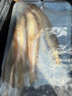 シロギスの釣果
