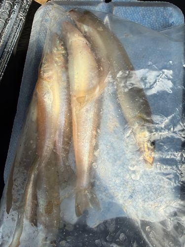 シロギスの釣果