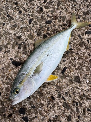 ヤズの釣果