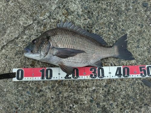チヌの釣果
