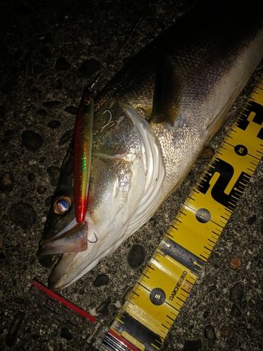 シーバスの釣果