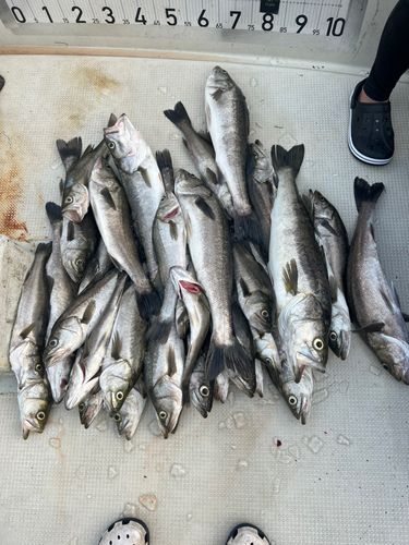シーバスの釣果