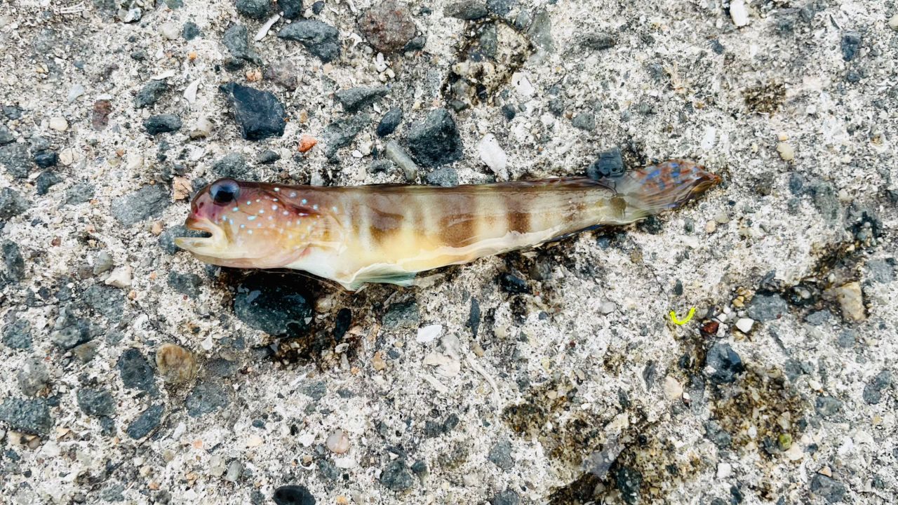 ハゼ・キビレの釣果写真