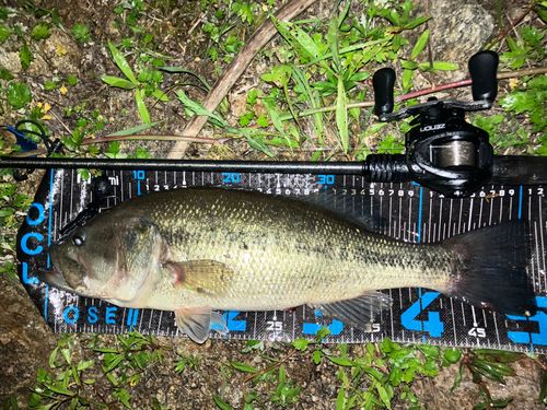 ブラックバスの釣果