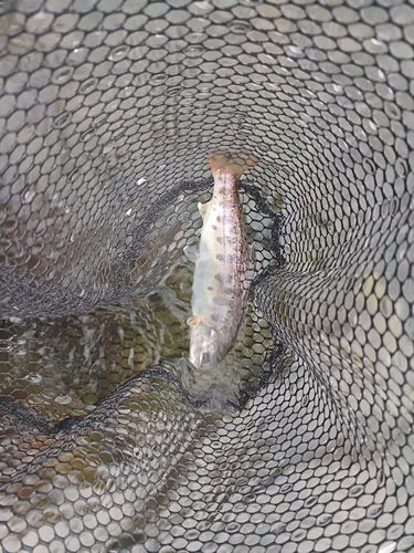 ヤマメの釣果