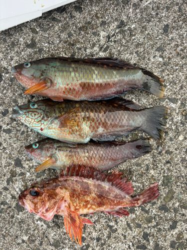 ベラの釣果