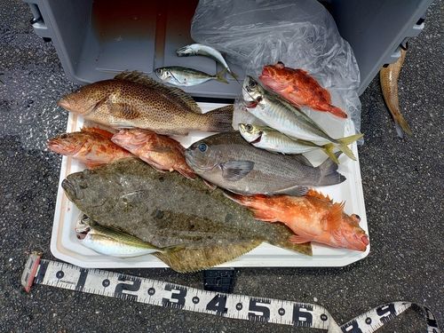 ヒラメの釣果