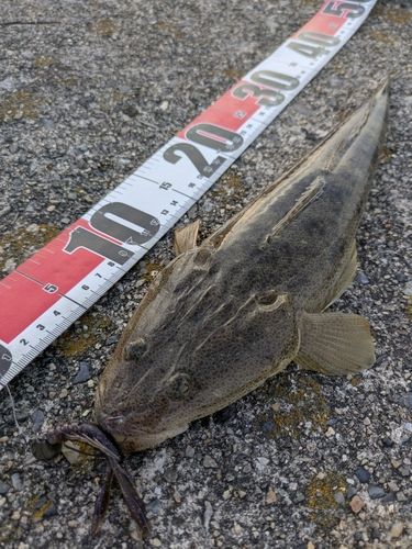マゴチの釣果