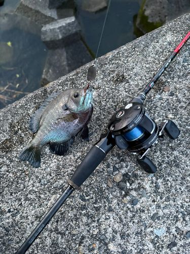 ブルーギルの釣果