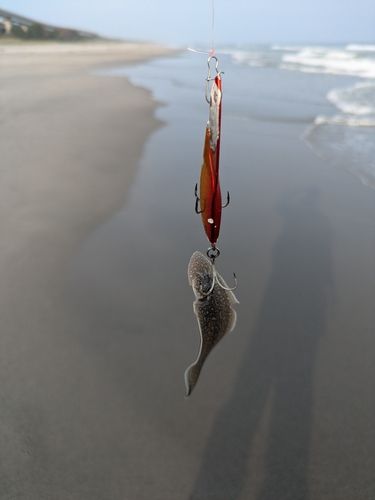 シタビラメの釣果