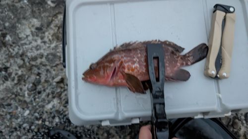 アコウの釣果