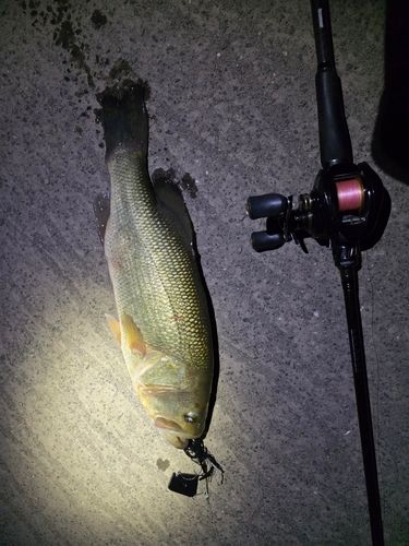 ブラックバスの釣果