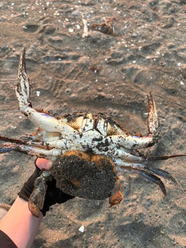 ワタリガニの釣果