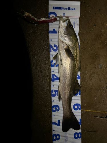 セイゴ（マルスズキ）の釣果