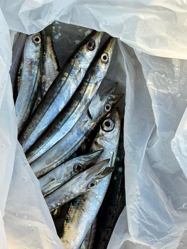 カマスの釣果