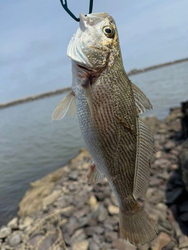 イシモチの釣果