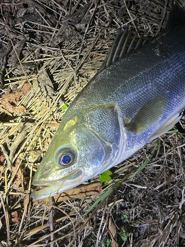 フッコ（マルスズキ）の釣果