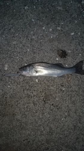 セイゴ（ヒラスズキ）の釣果
