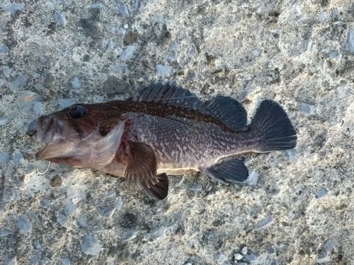 ソイの釣果