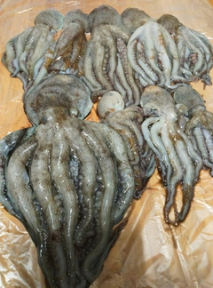 タコの釣果