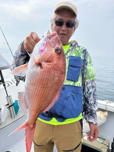 マダイの釣果