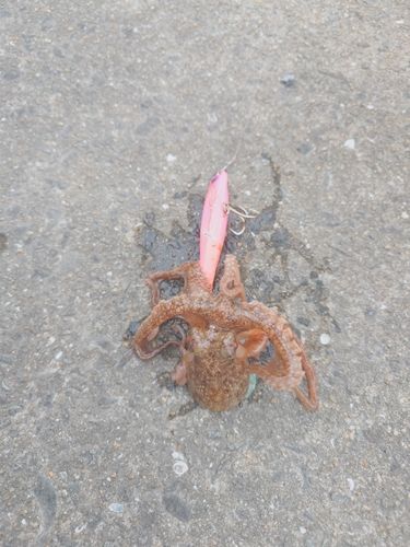 釣果