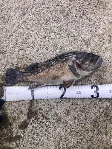 クロソイの釣果