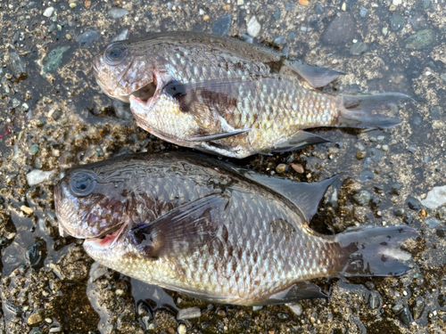 スズメダイの釣果