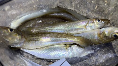 キスの釣果