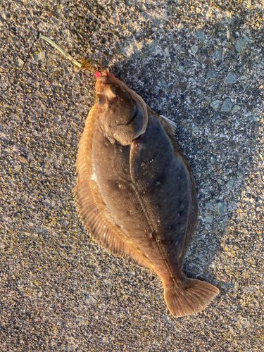 マガレイの釣果