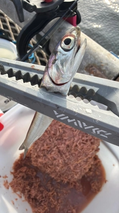 カタクチイワシの釣果