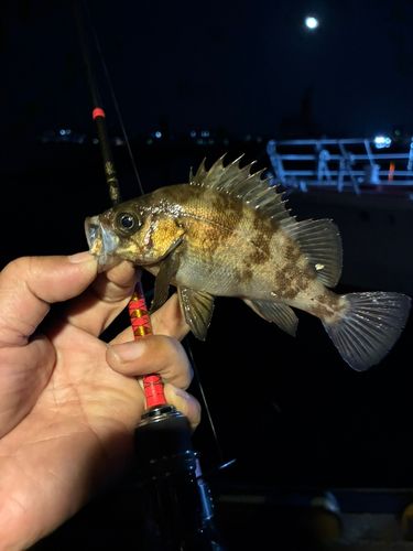 メバルの釣果