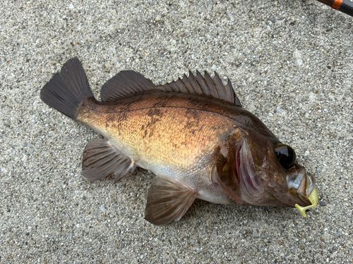 メバルの釣果