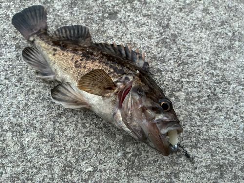 クロソイの釣果
