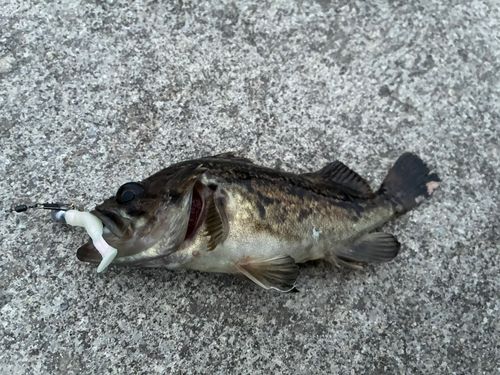 クロソイの釣果