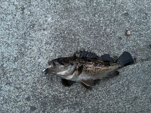 クロソイの釣果