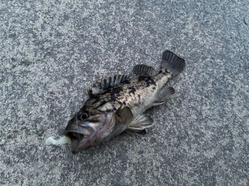 クロソイの釣果
