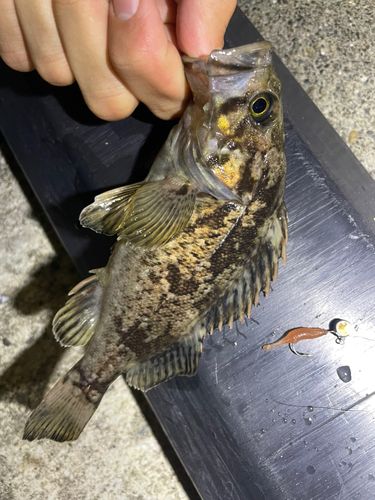 クロソイの釣果