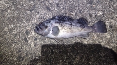 クロソイの釣果