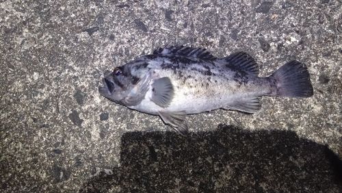 クロソイの釣果