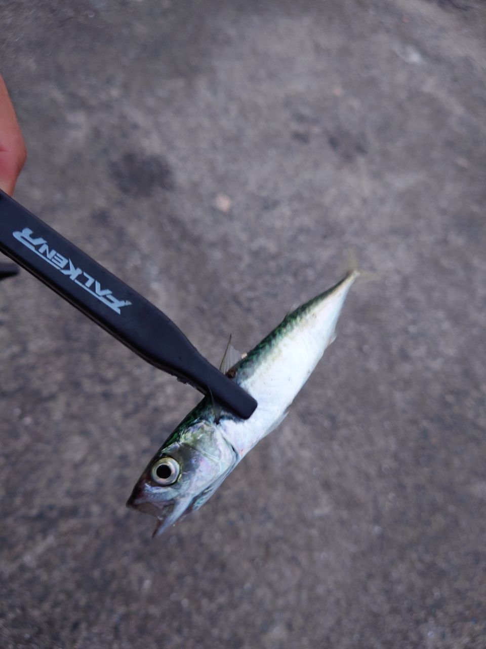 DAIWA 21ルビアス エアリティ FC LT2000S-Pの最安値・インプレ・釣果